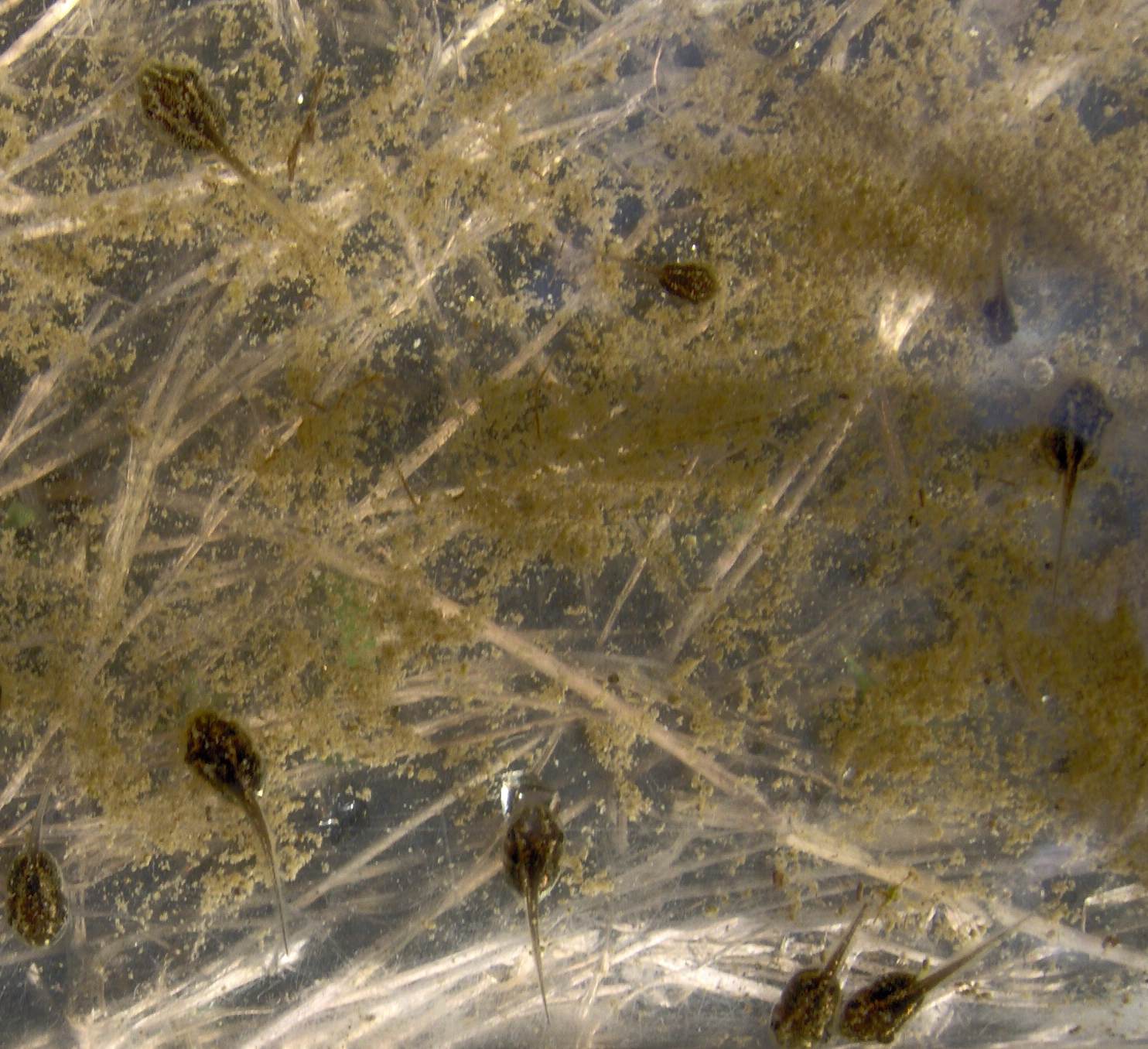 Strani girini - Hyla intermedia